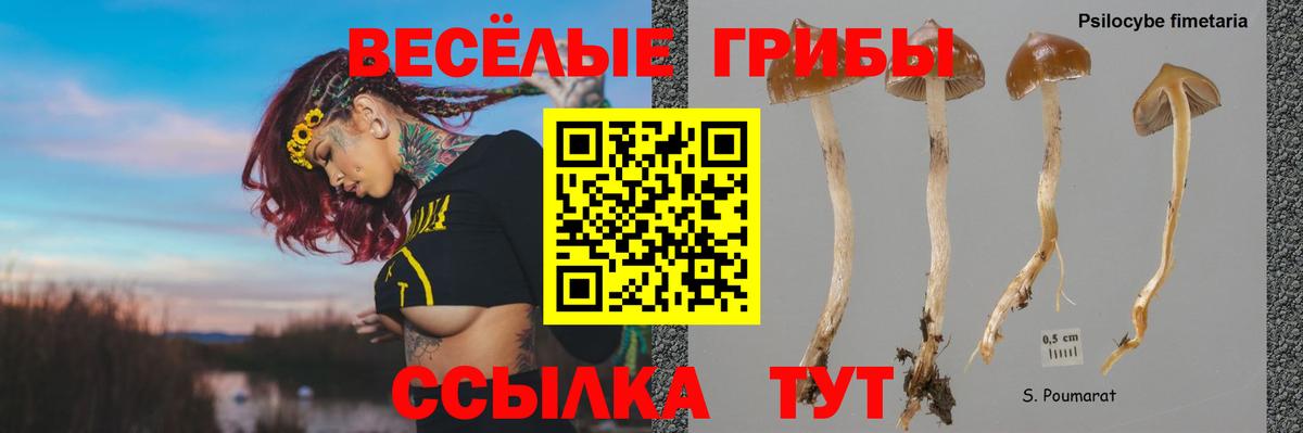 Псилоцибиновые грибы Cubensis Кстово